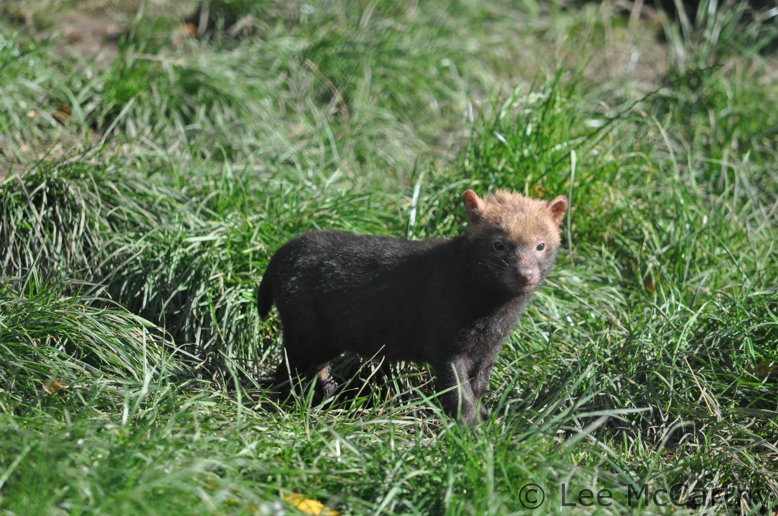 Bush Dog Pup
