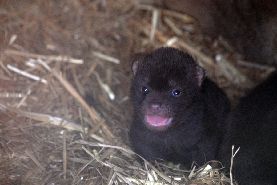 Bush dog pup