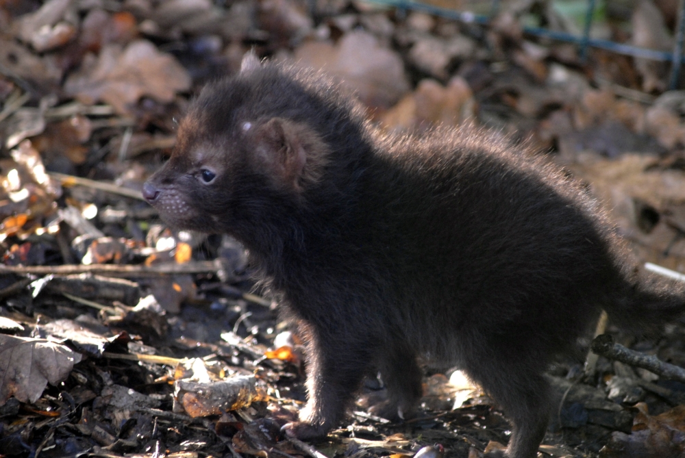 Bush dog pup