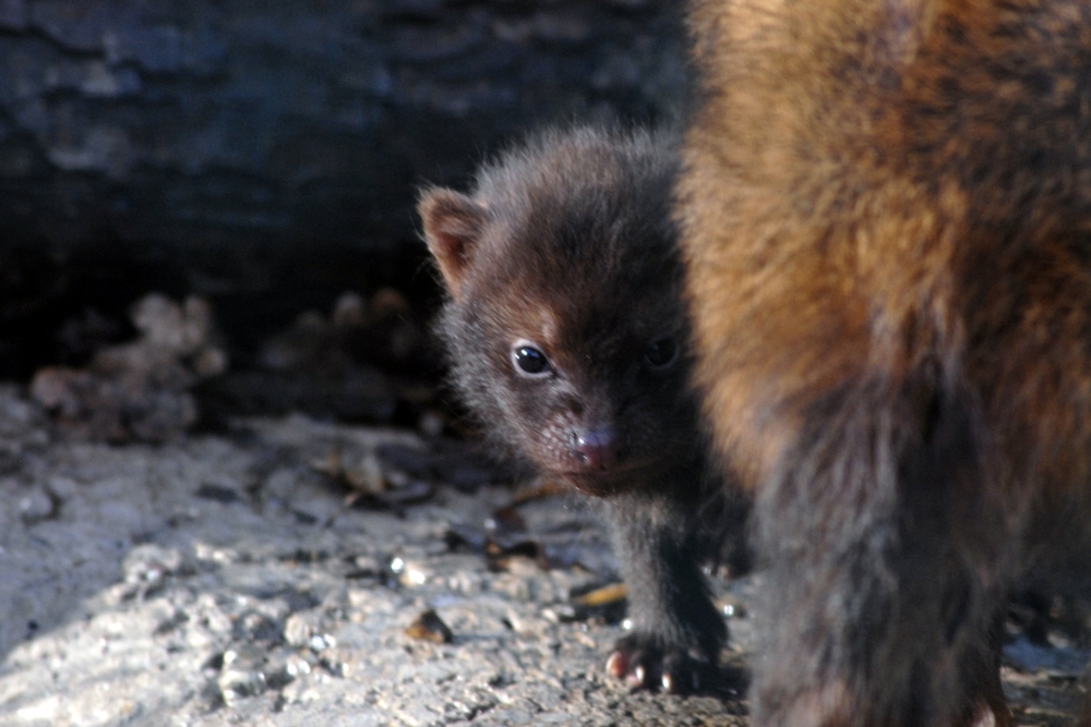 Bush dog pup