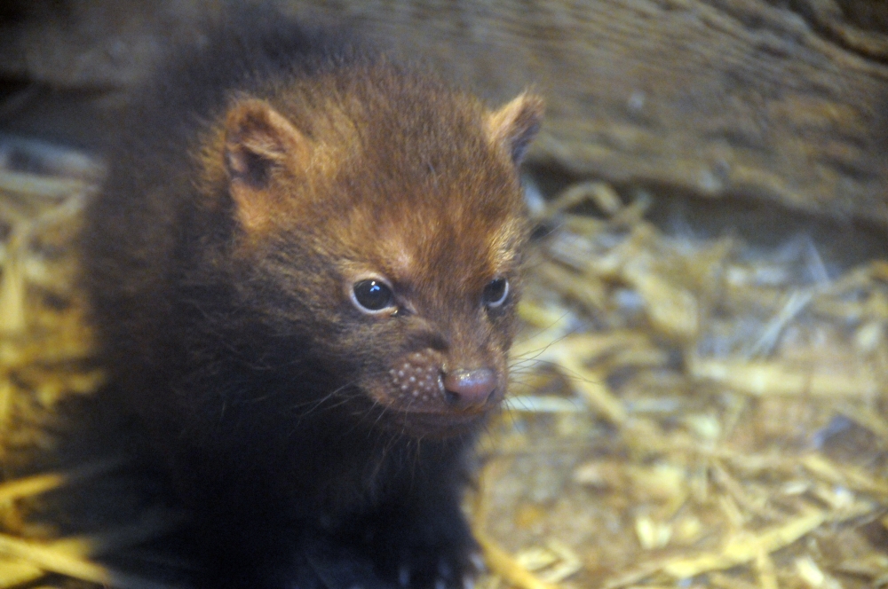 Bush dog pup