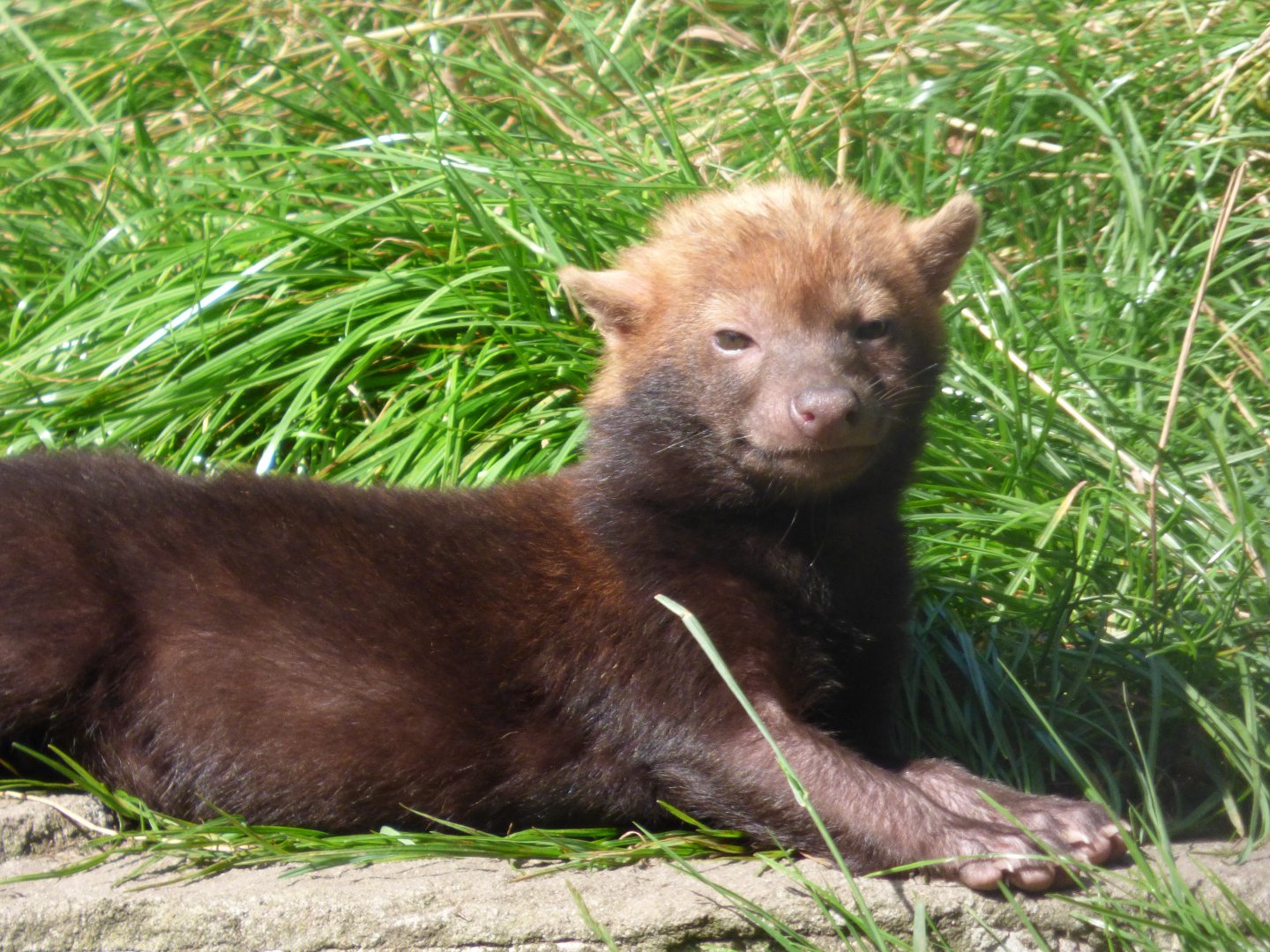 Bush Dog Pup