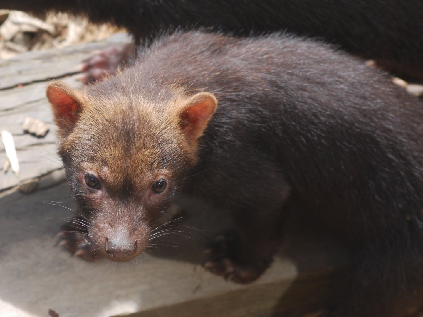 Bush dog pup