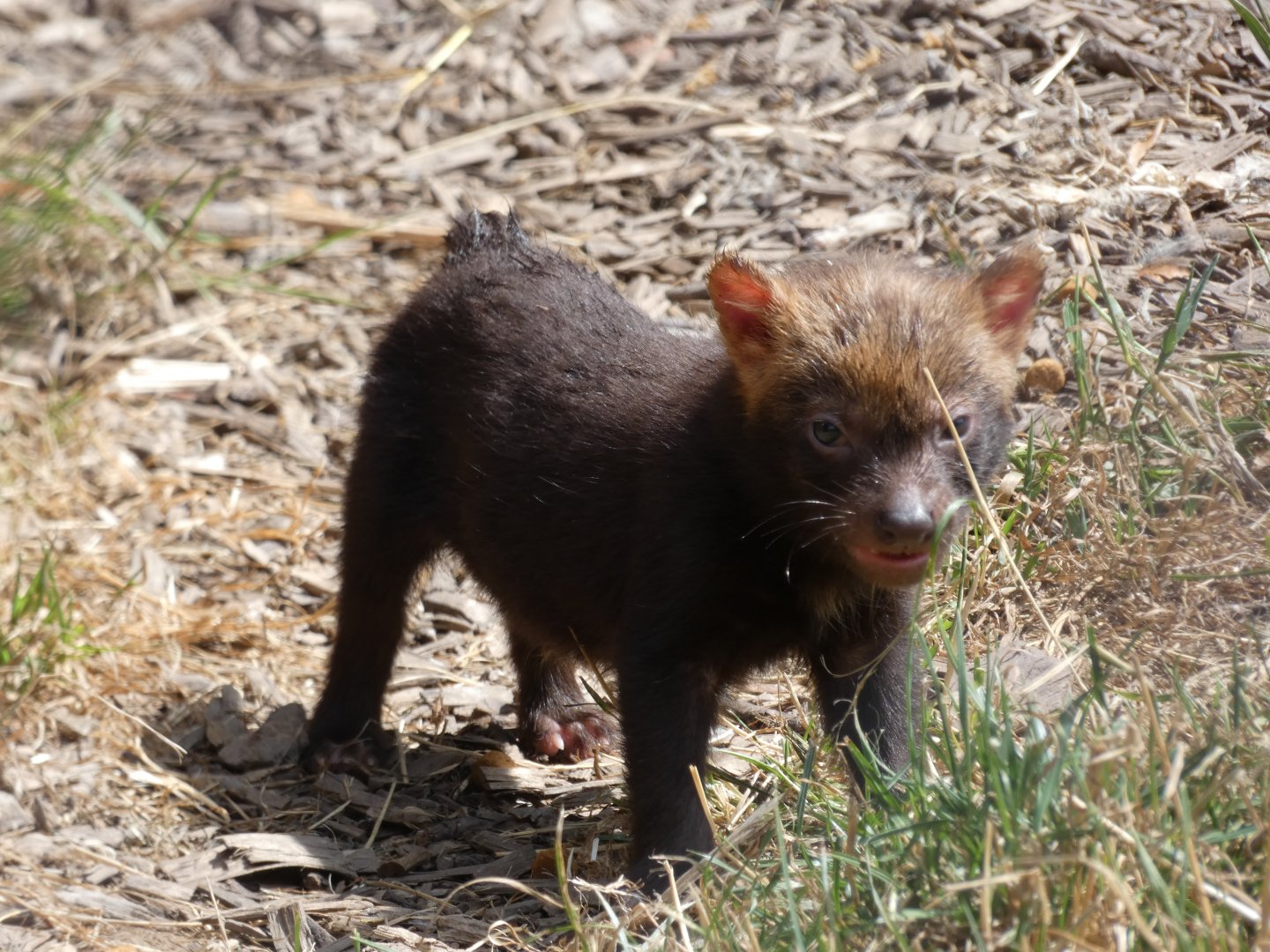 Bush Dog pup