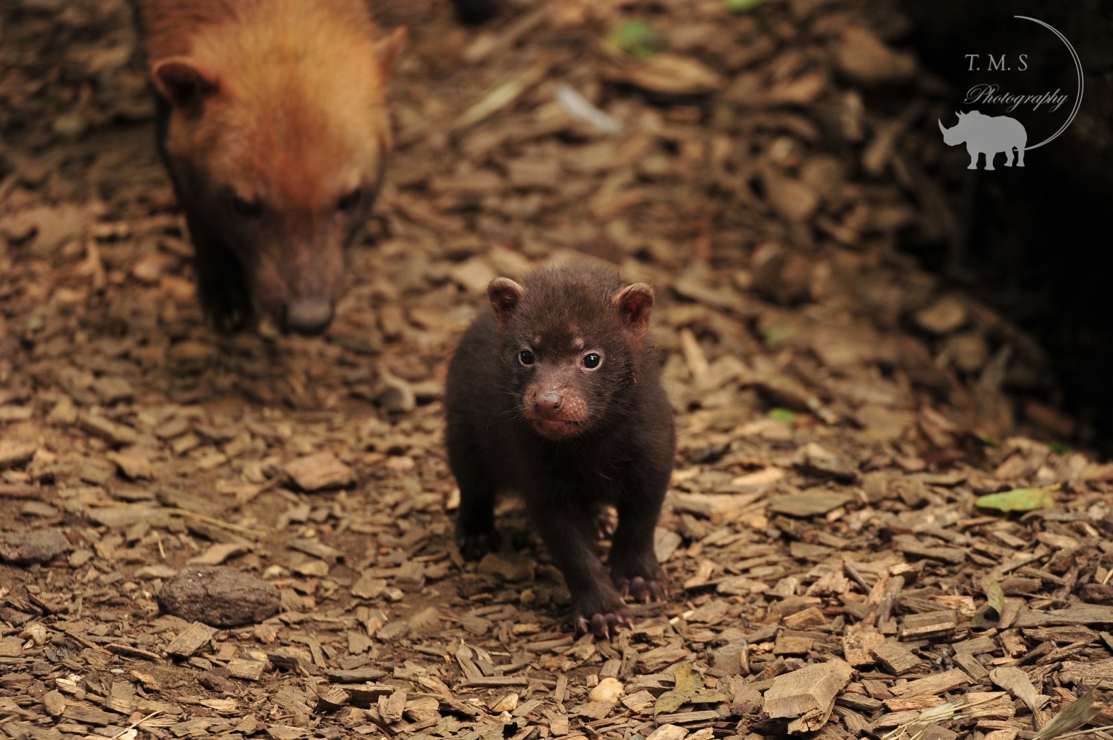 Bush Dog Pup