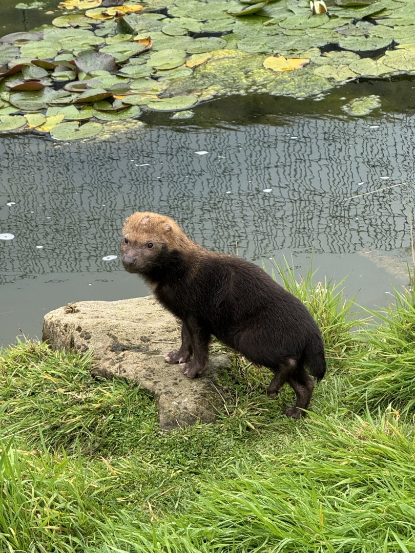 Bush Dog Pup