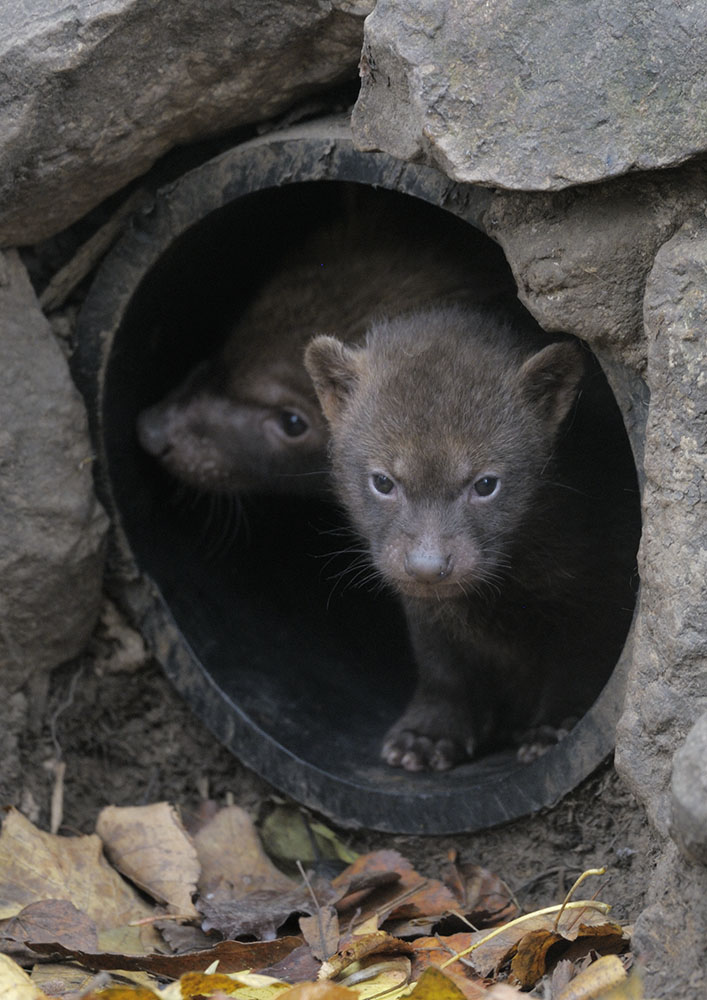 Bush dog puppies