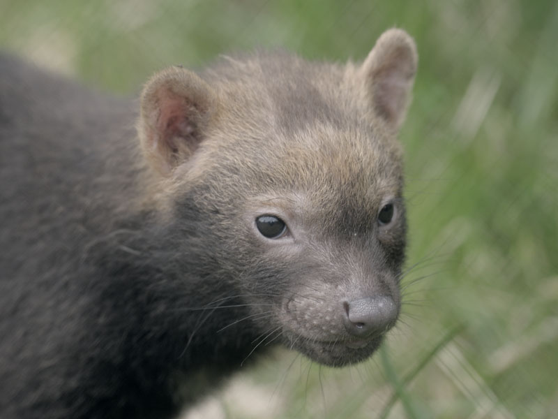 Bush dog puppy