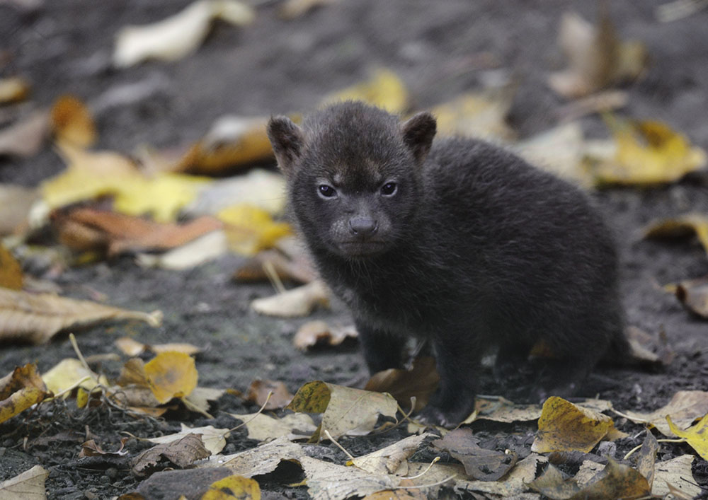 Bush dog puppy