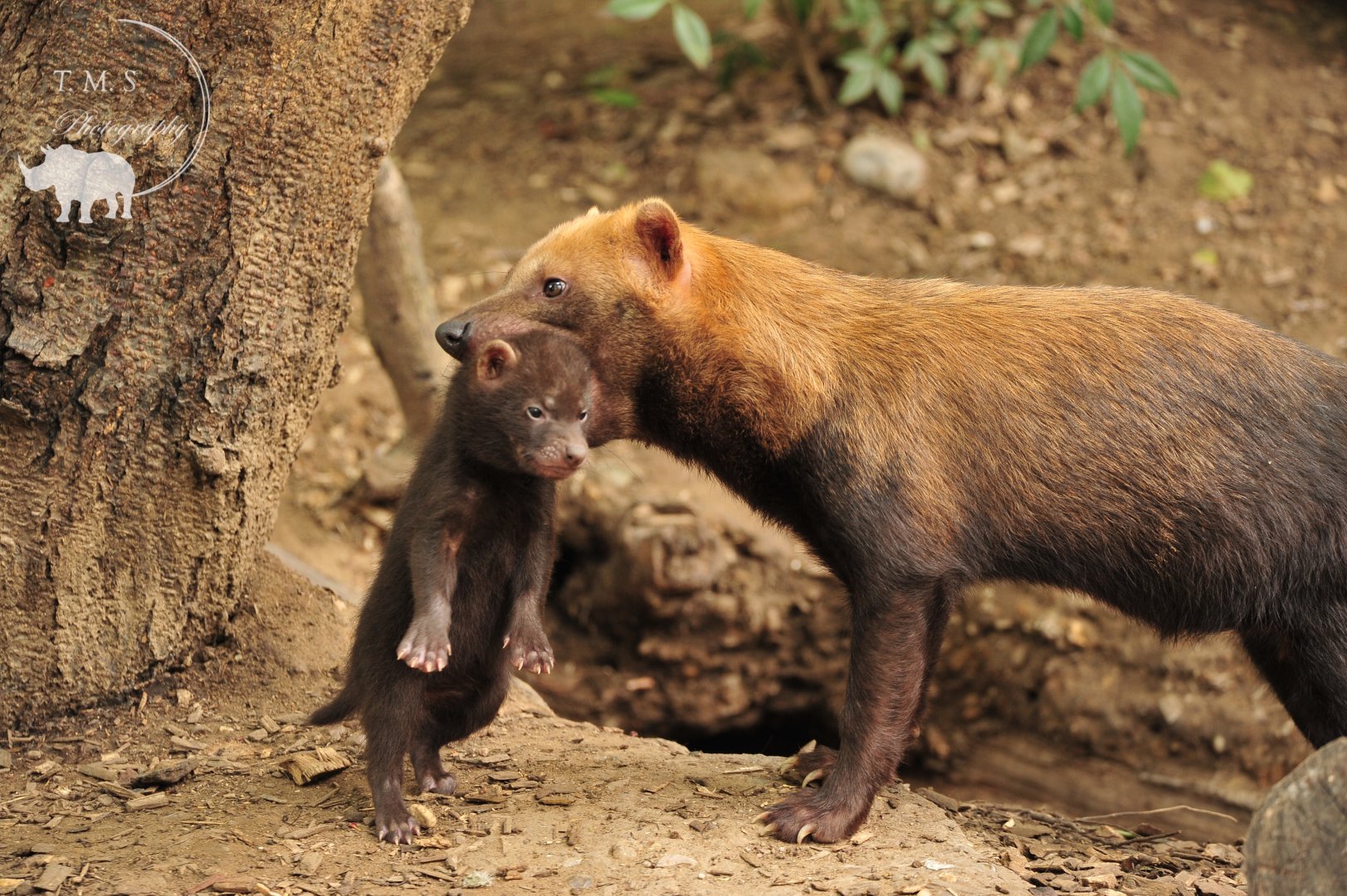 Bush Dog Puppy