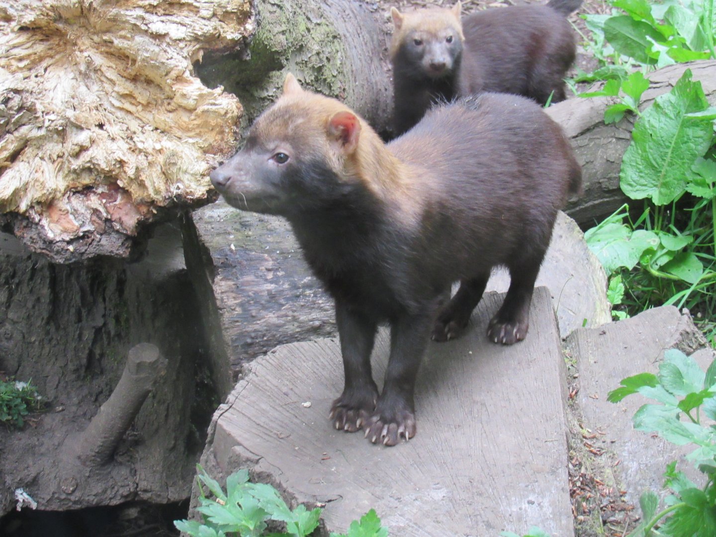 Bush dog puppy