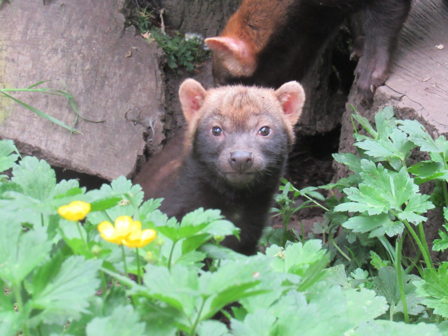 Bush dog puppy
