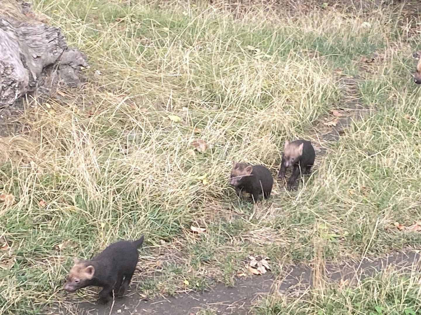 Bush dog pups image 1
