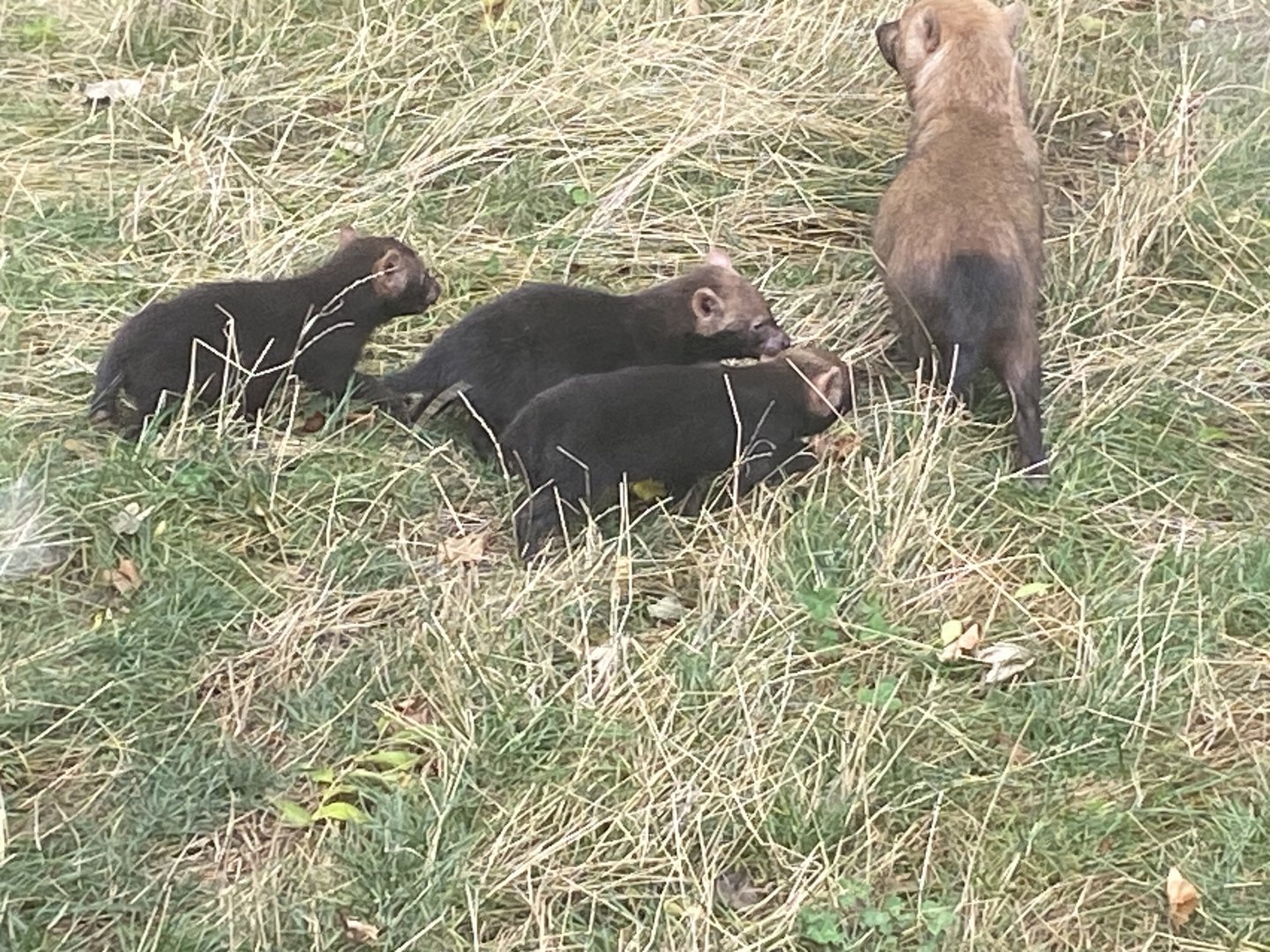 Bush dog pups image 2