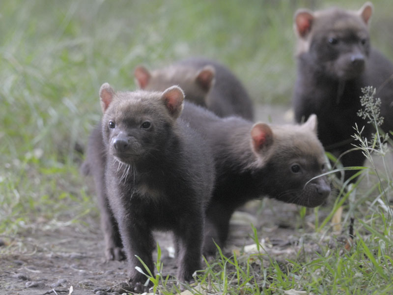 Bush dog pups looking for mischief