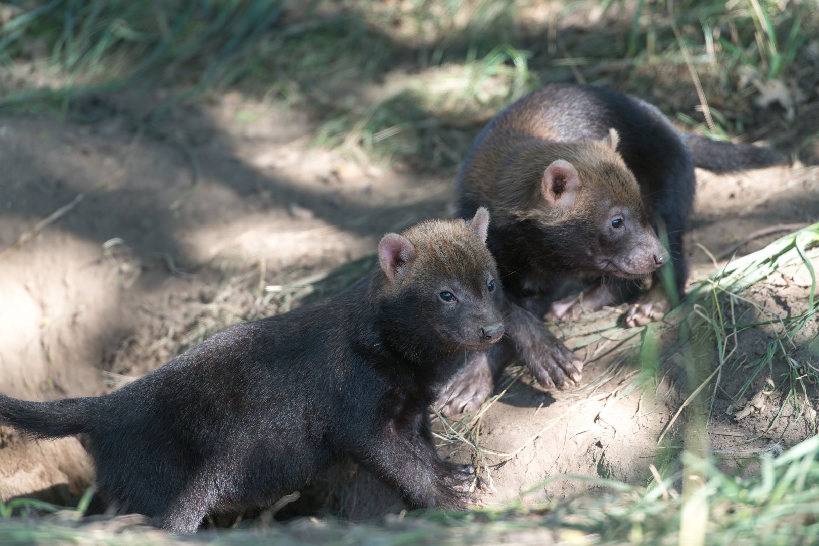 Bush dog pups, YWP, UK