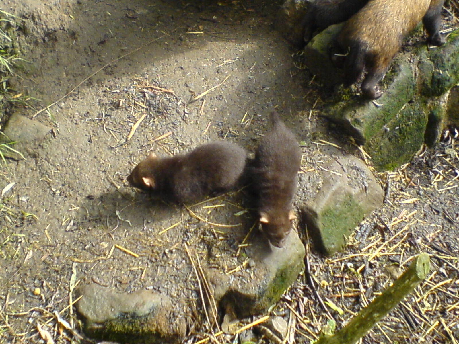 Bush Dog pups