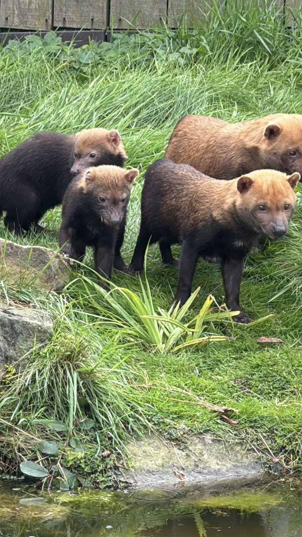 Bush Dog Pups