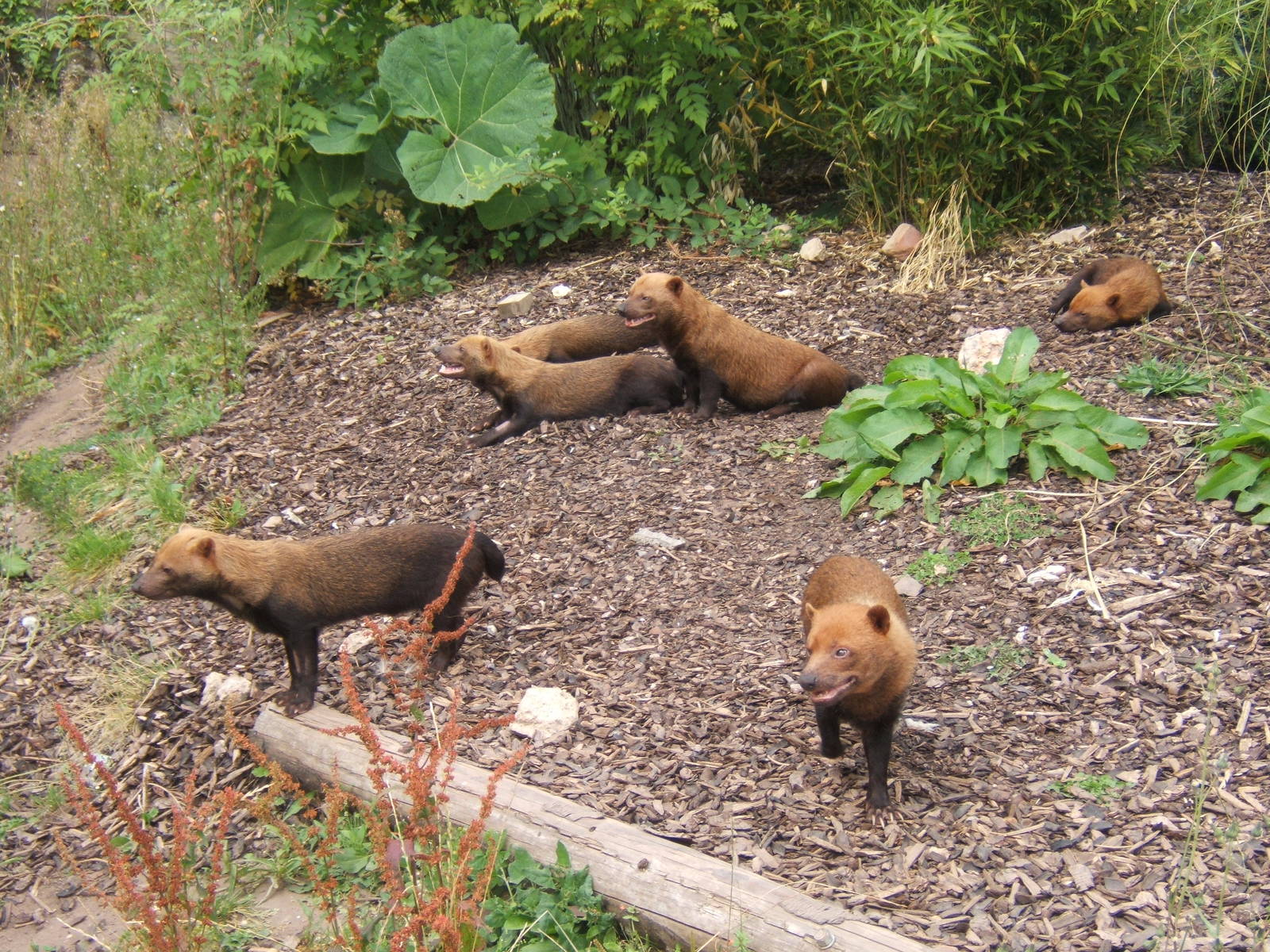 Bush Dog`s
