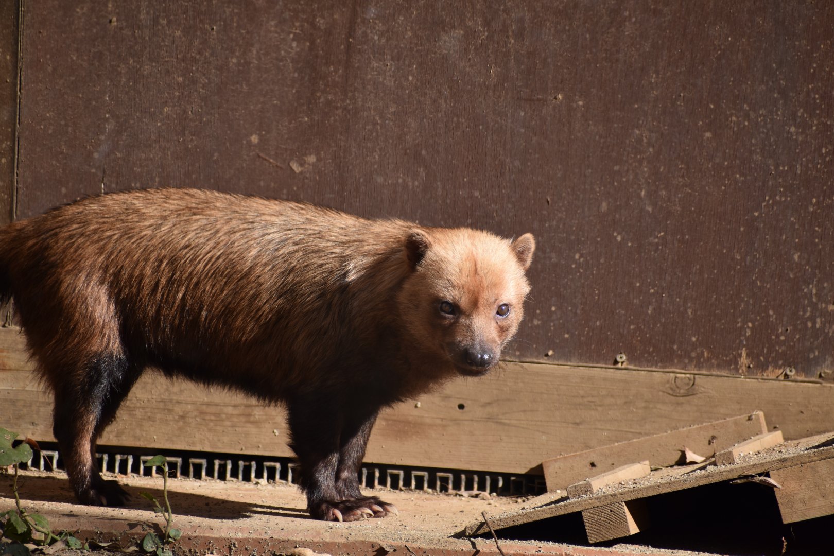 Bush Dog ~ Saitama Children's Zoo