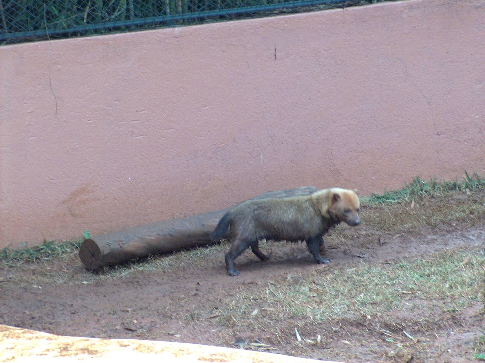 bush dog sao paulo zoo 2009
