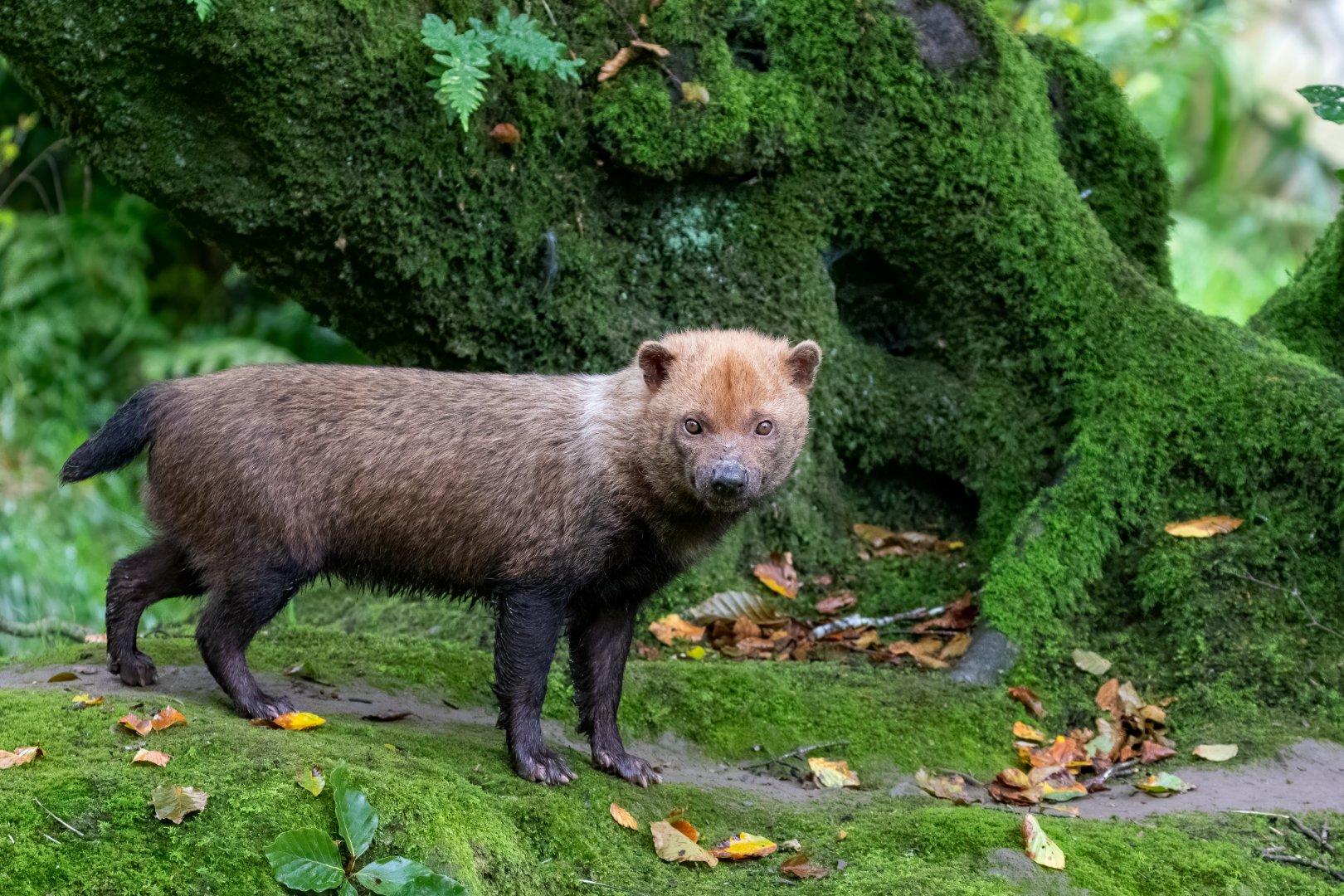 Bush Dog (Savanah Dog) / Exmoor Zoo / 7-9-20