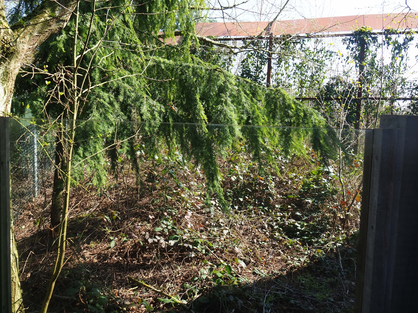 Bush dog separation exhibit, 2019-03-30