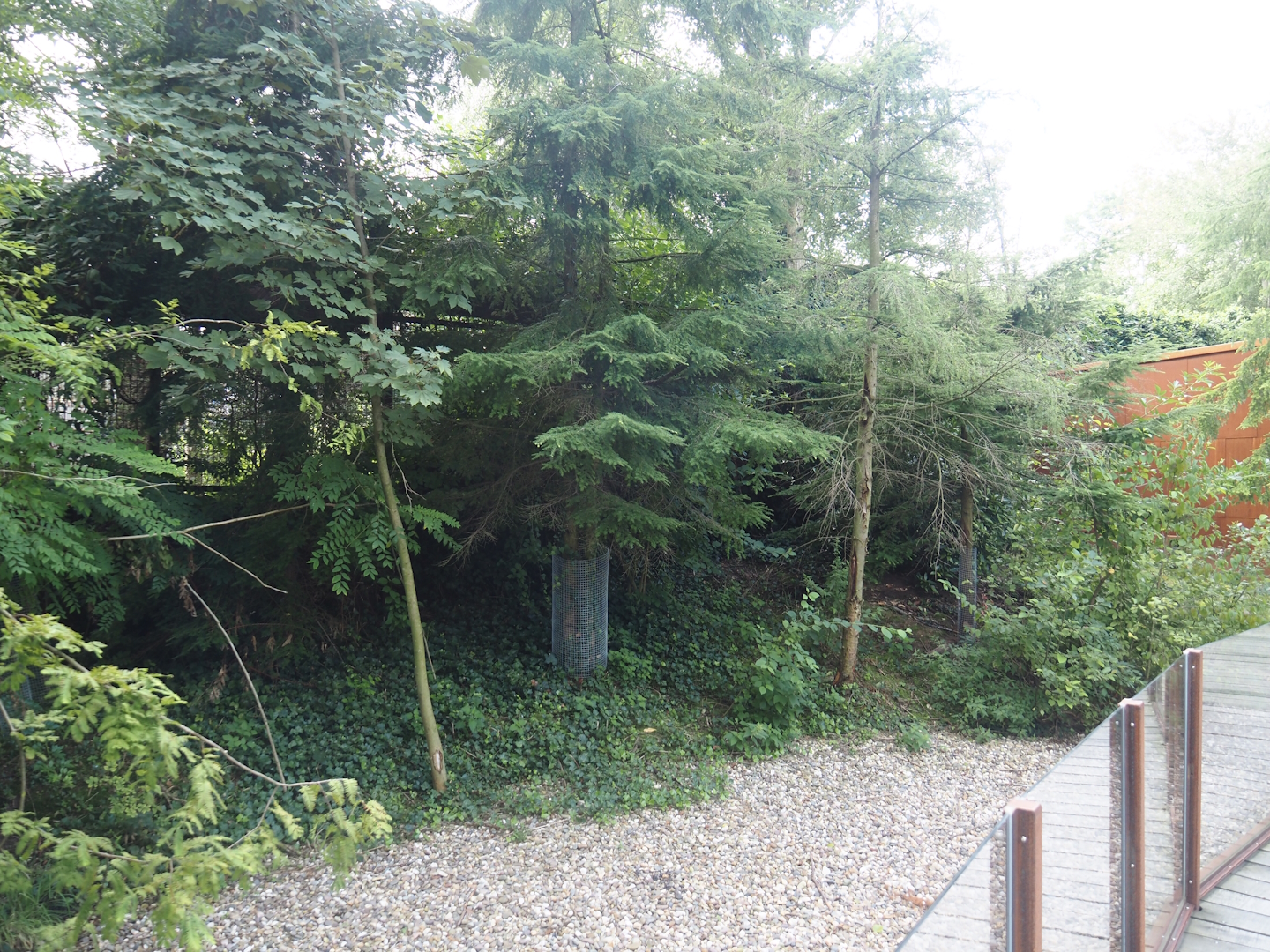 Bush dog separation exhibit (Temporarily home to Azara's agoutis at the time of my visit), 2024-08-21
