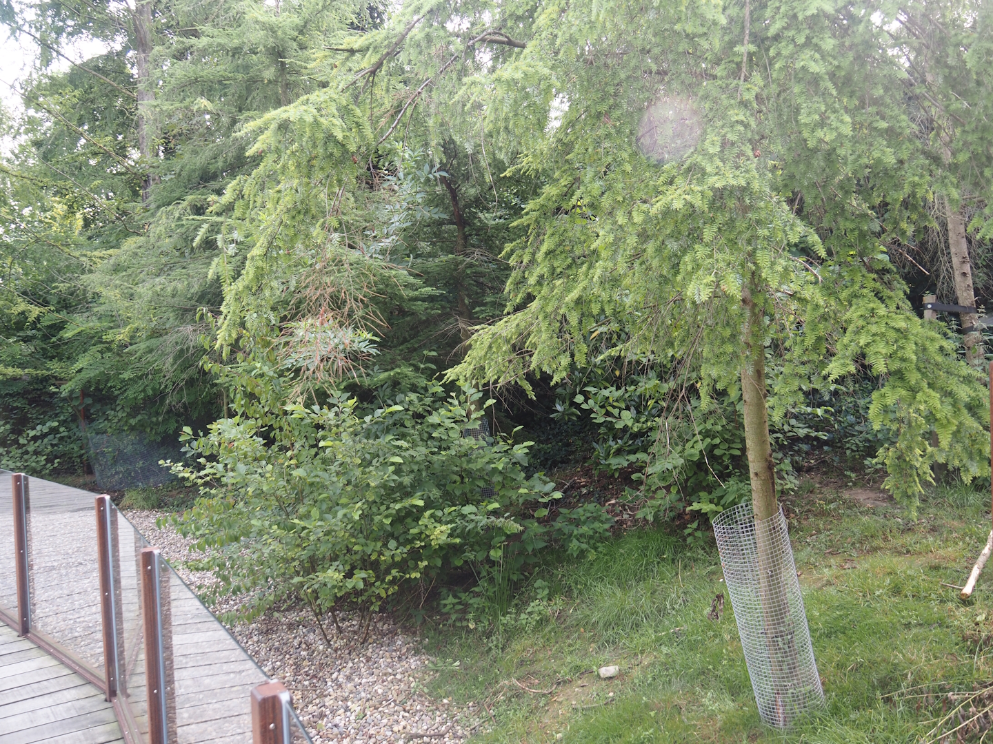 Bush dog separation exhibit (Temporarily home to Azara's agoutis at the time of my visit), 2024-08-21