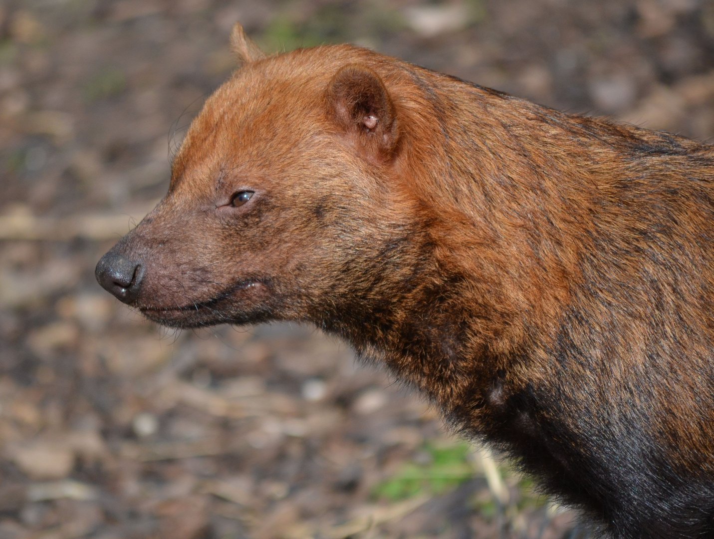 Bush Dog - September 2015