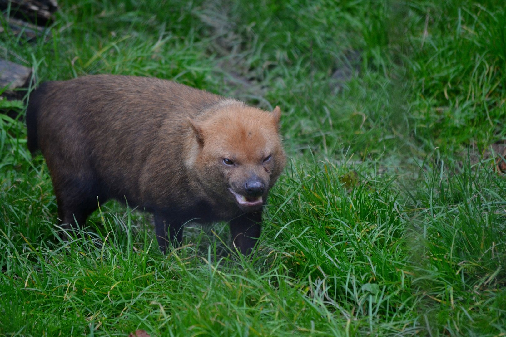 Bush Dog - September 2017