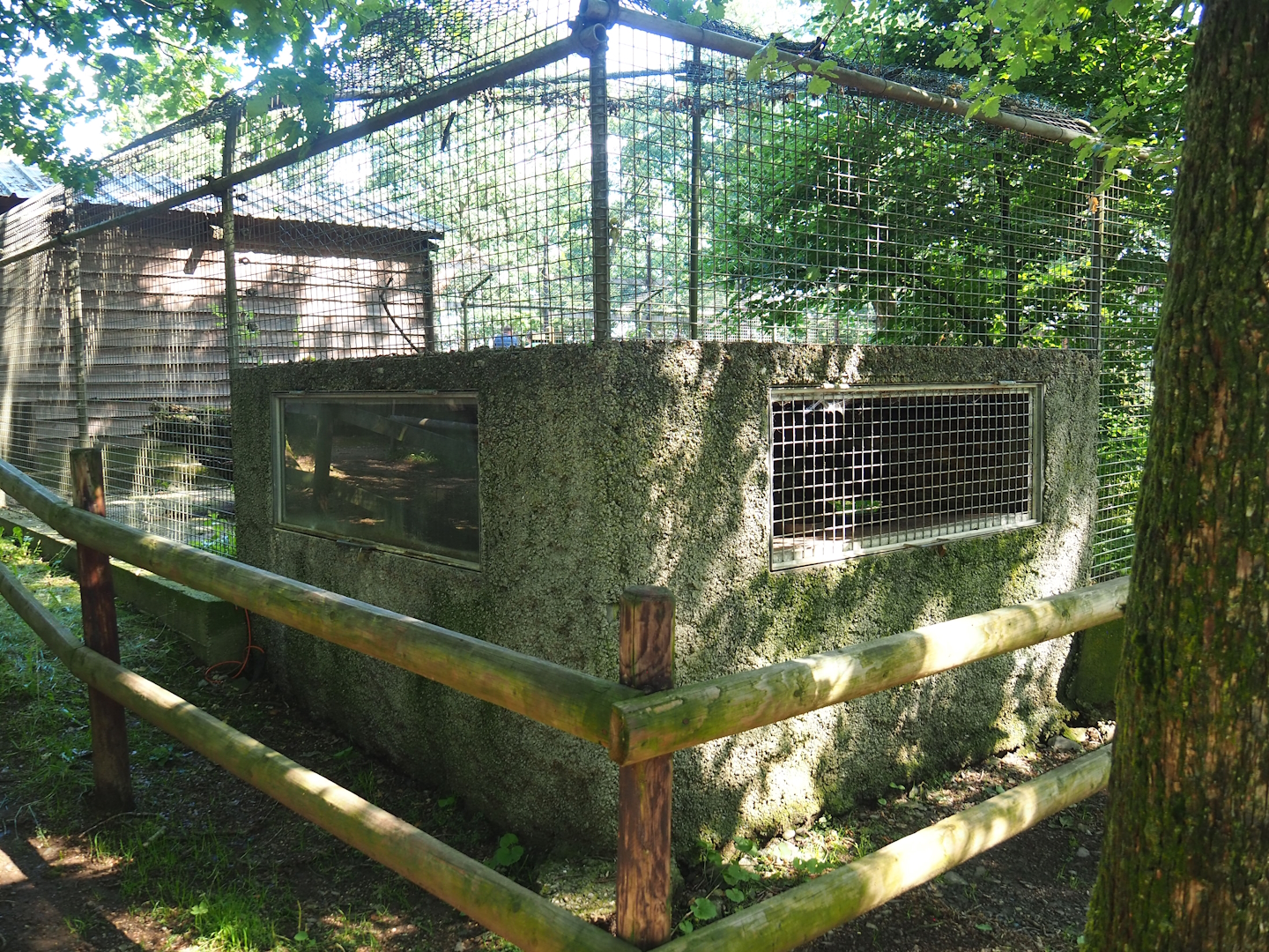 Bush dog shelter, 2023-06-24