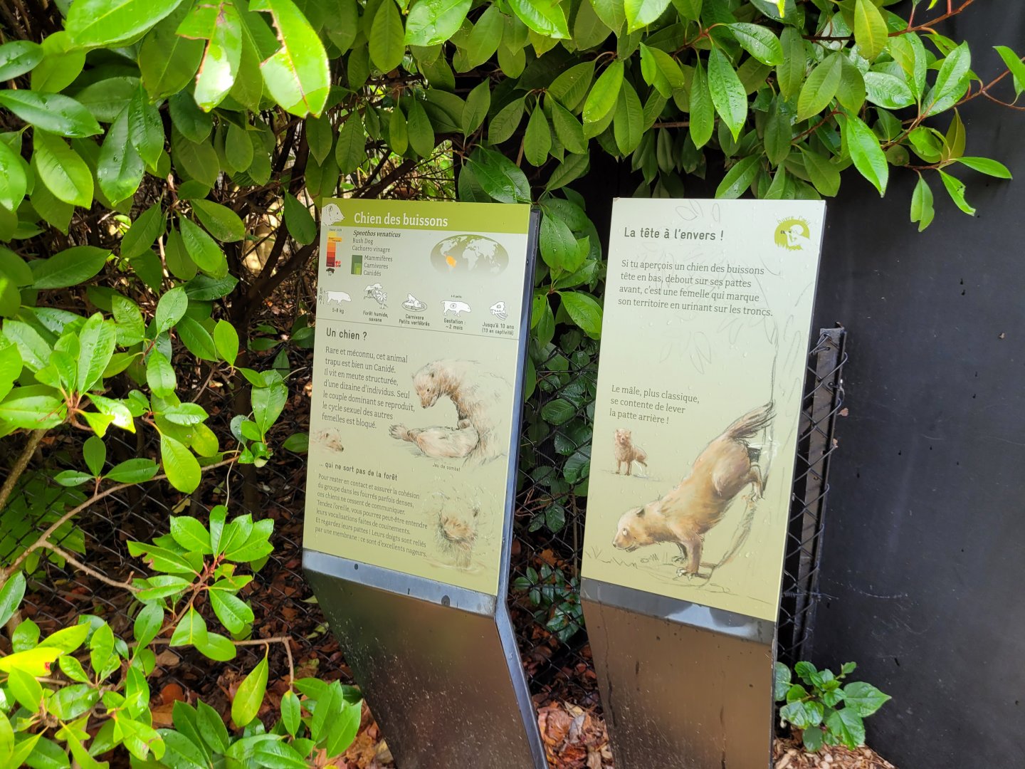 Bush dog signs -Parc Zoologique de Paris (2022)
