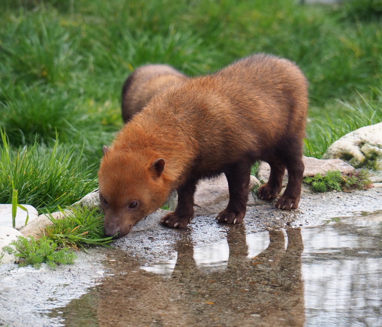 Bush dog (Speothos venaticus), 2019-04-06