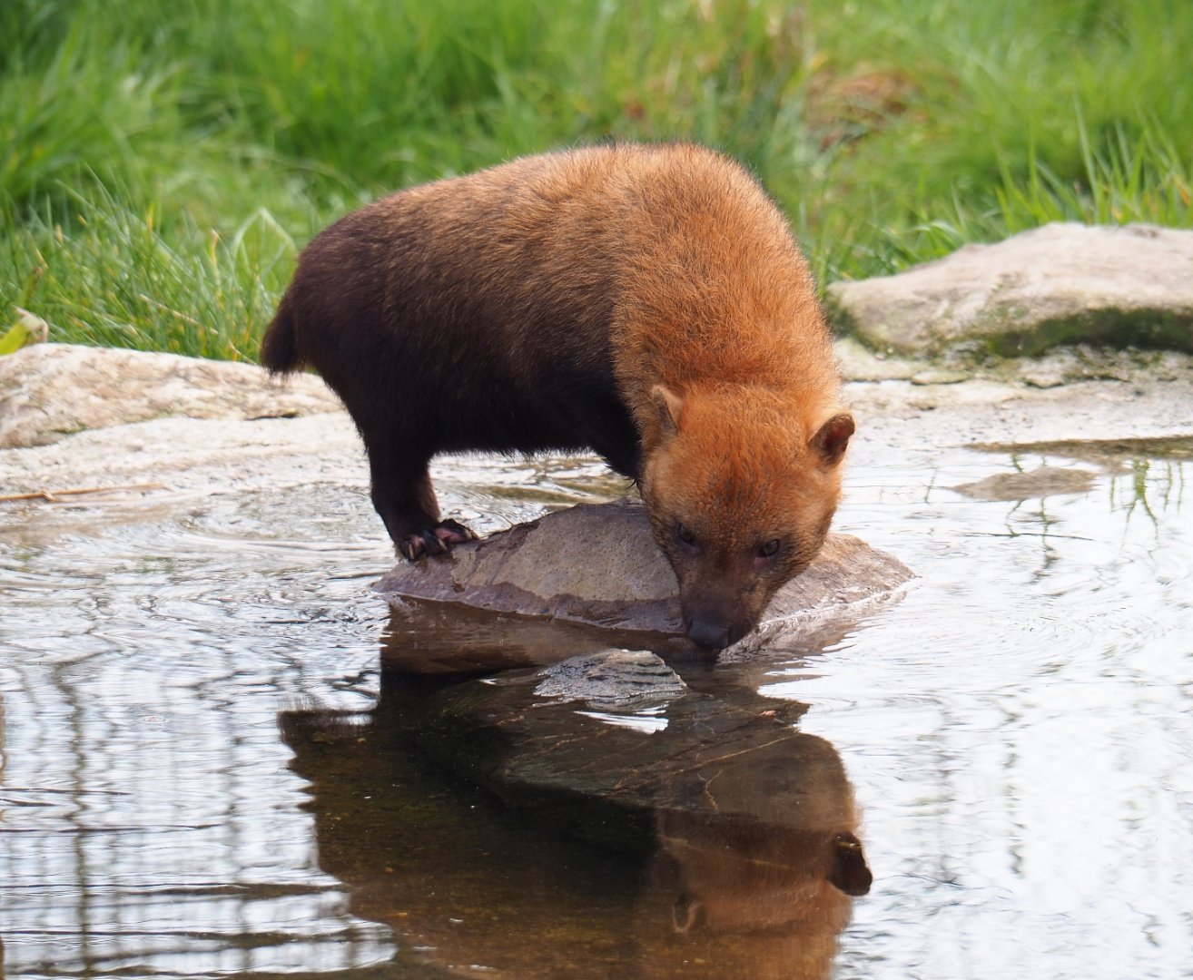 Bush dog (Speothos venaticus), 2019-04-06