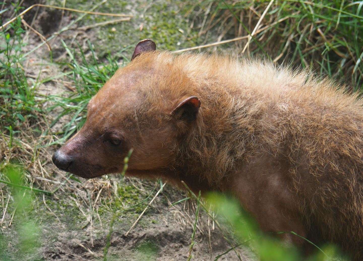 Bush dog (Speothos venaticus), 2019-08-11