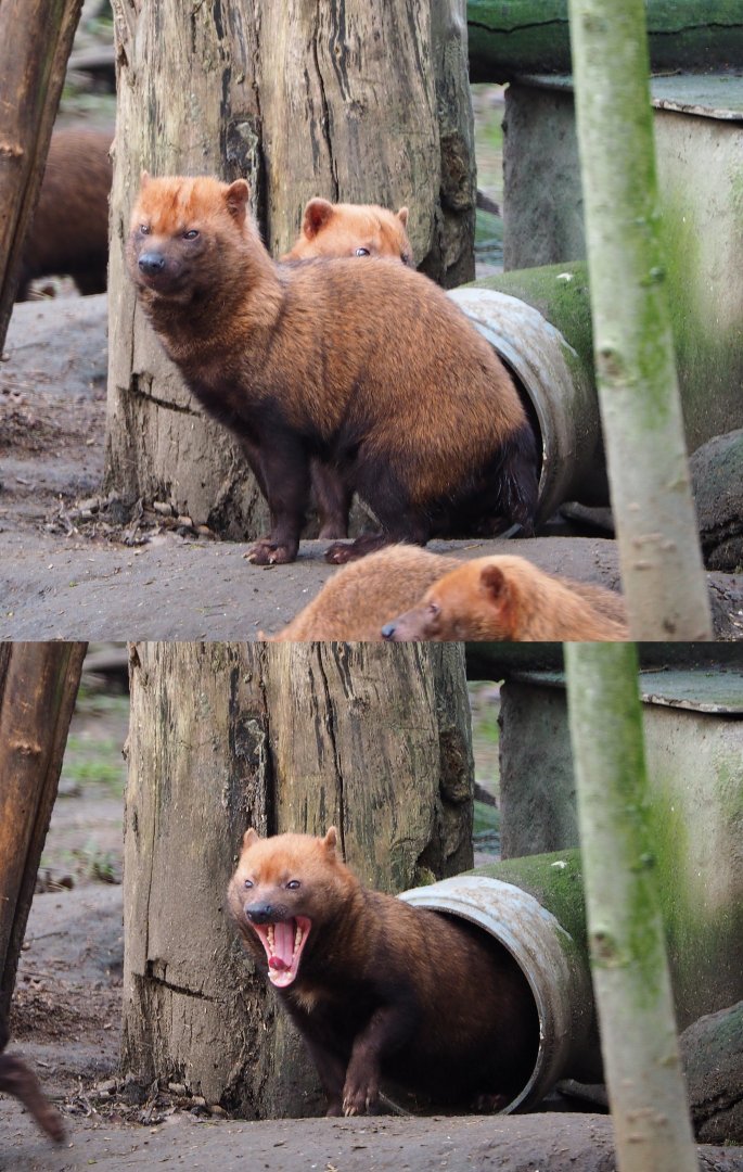 Bush dog (Speothos venaticus), 2020-01-11