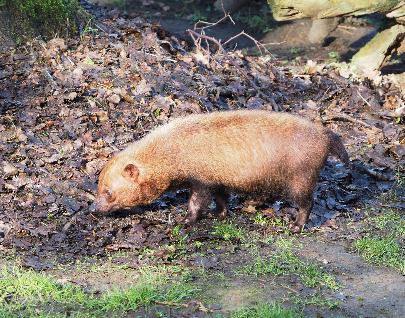 Bush dog (Speothos venaticus), 2022-02-12