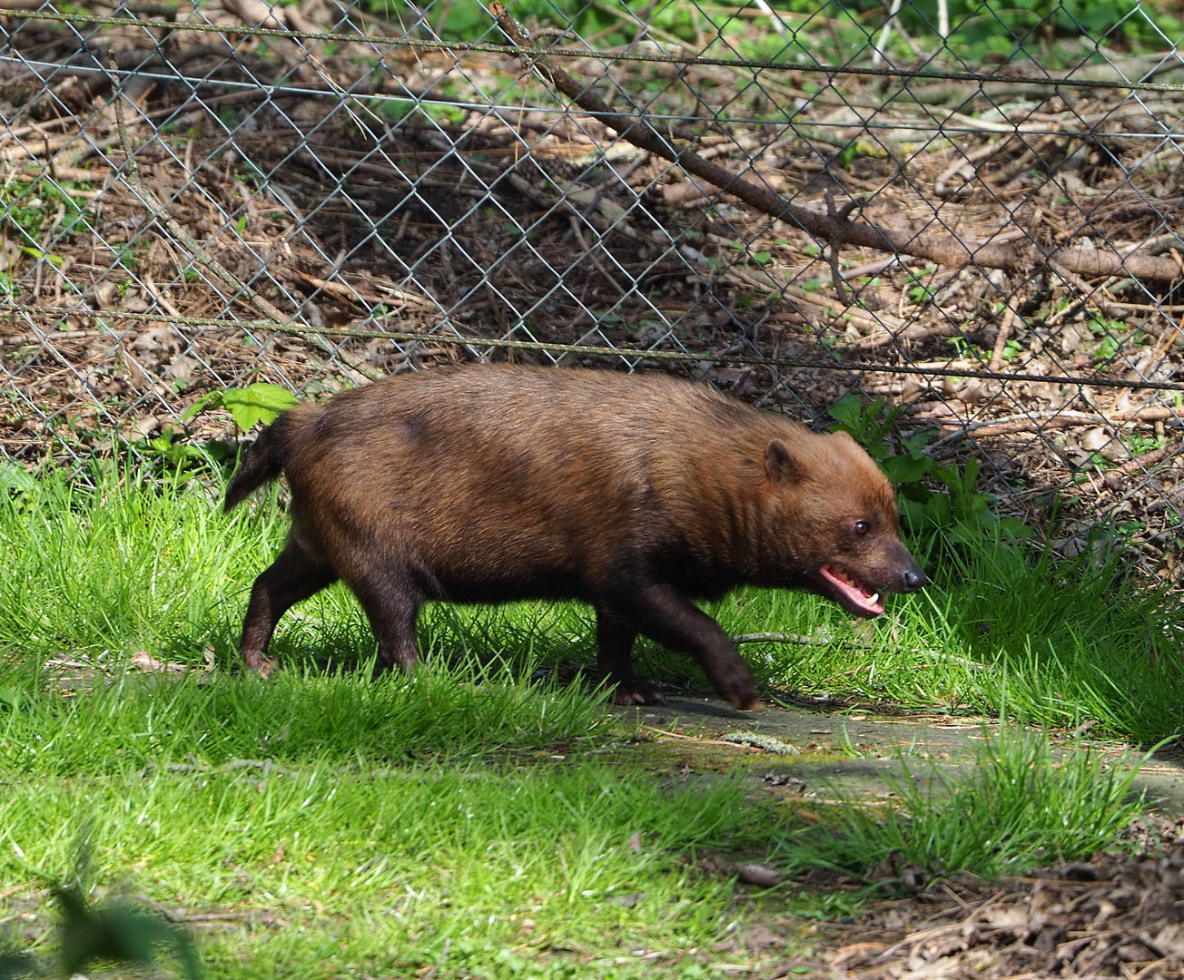 Bush dog (Speothos venaticus), 2022-04-12