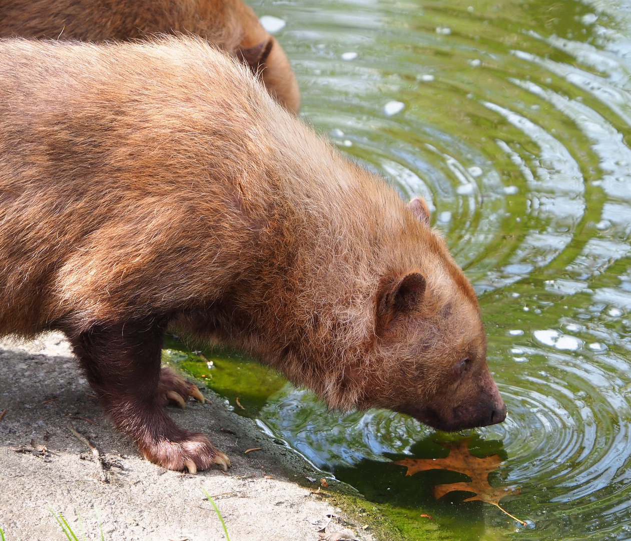 Bush dog (Speothos venaticus), 2022-04-12