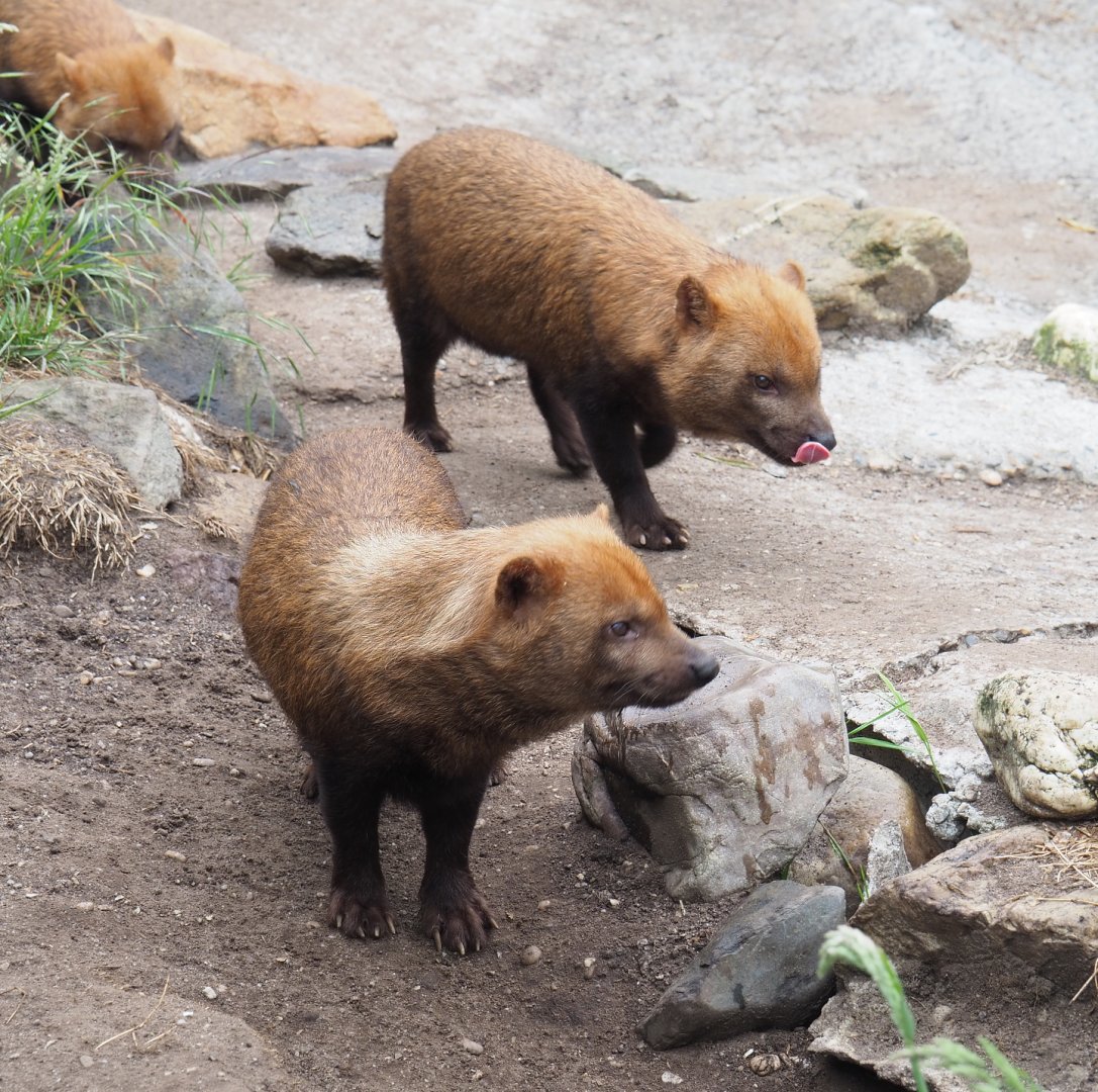 Bush dog (Speothos venaticus), 2022-05-17
