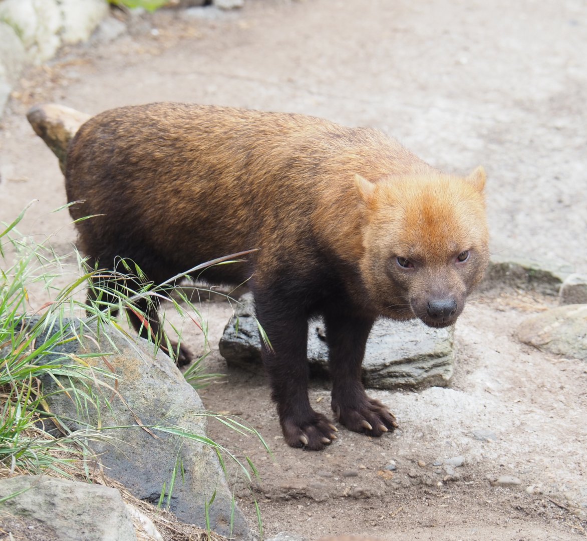 Bush dog (Speothos venaticus), 2022-05-17