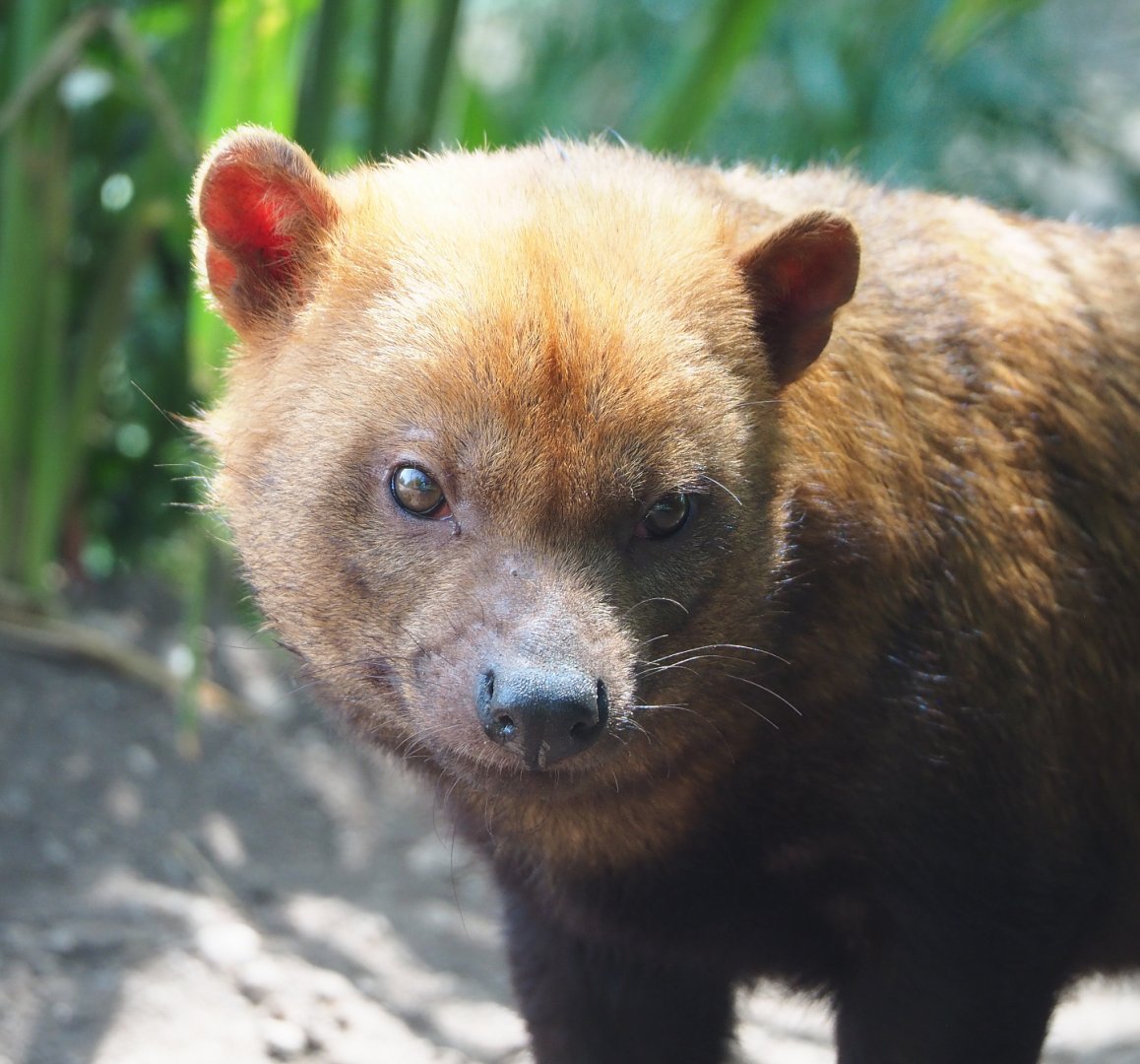 Bush dog (Speothos venaticus), 2022-05-17