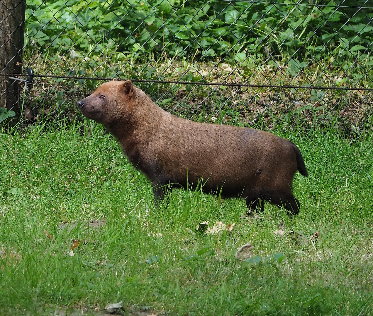 Bush dog (Speothos venaticus), 2022-07-16