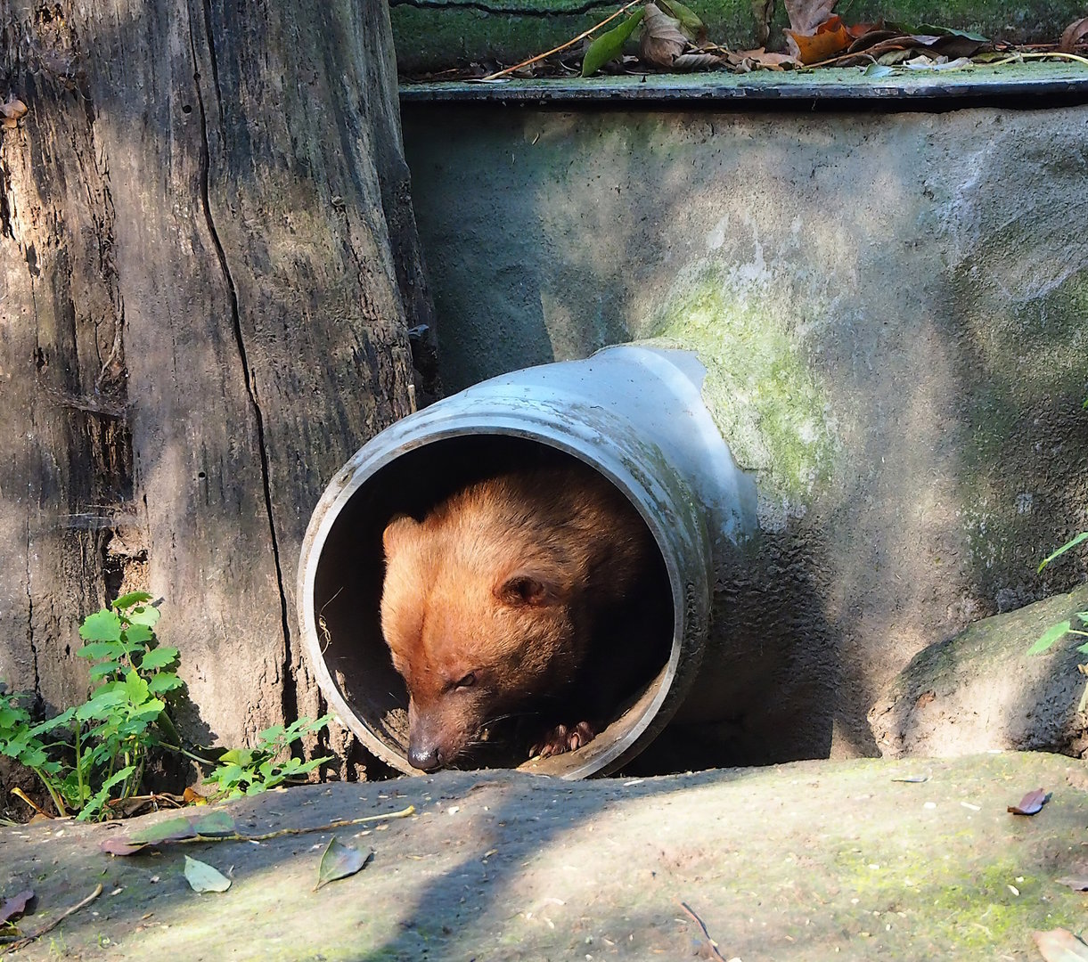 Bush dog (Speothos venaticus), 2022-11-12