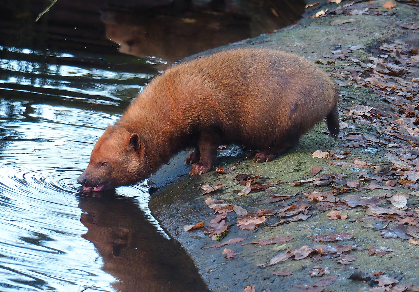 Bush dog (Speothos venaticus), 2022-12-27