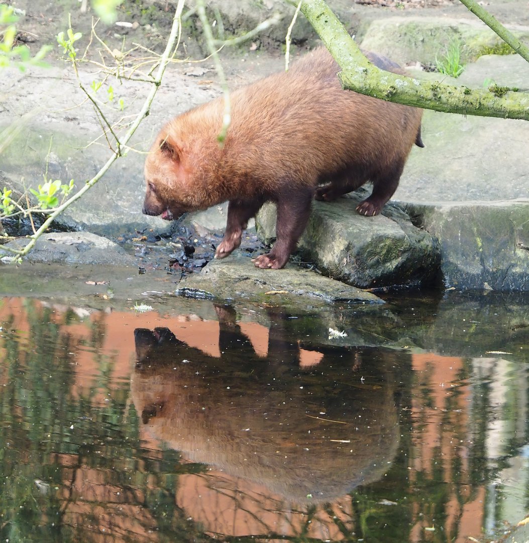 Bush dog (Speothos venaticus), 2023-04-18