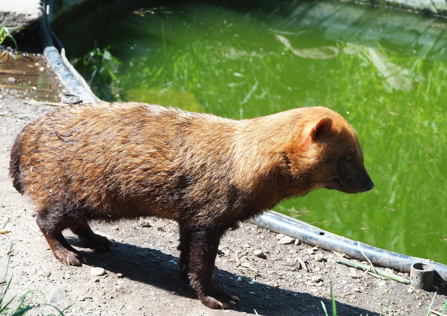Bush dog (Speothos venaticus), 2023-05-31