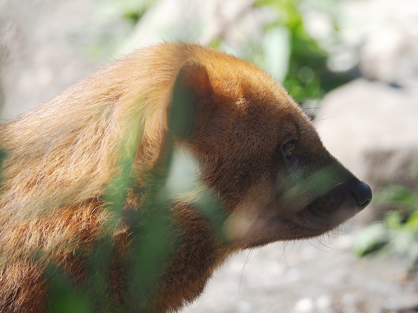 Bush dog (Speothos venaticus), 2023-05-31