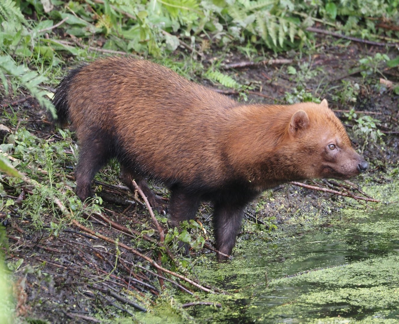 Bush dog (Speothos venaticus), 2024-08-21